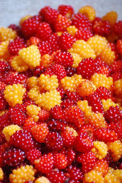 Countryside Berries: Handpicked Assortment
